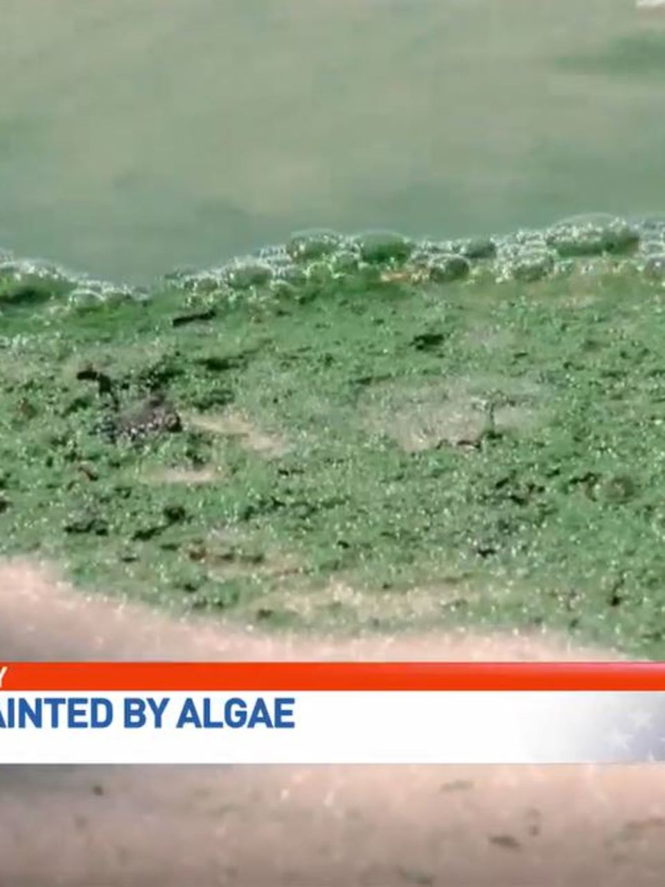 Algae Building Up At Homes Along The St Lucie River Wpec