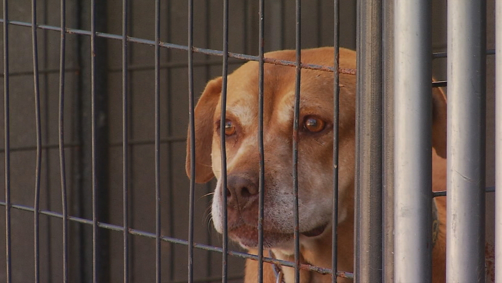 Pet Project: Rusty's Legacy | WLOS