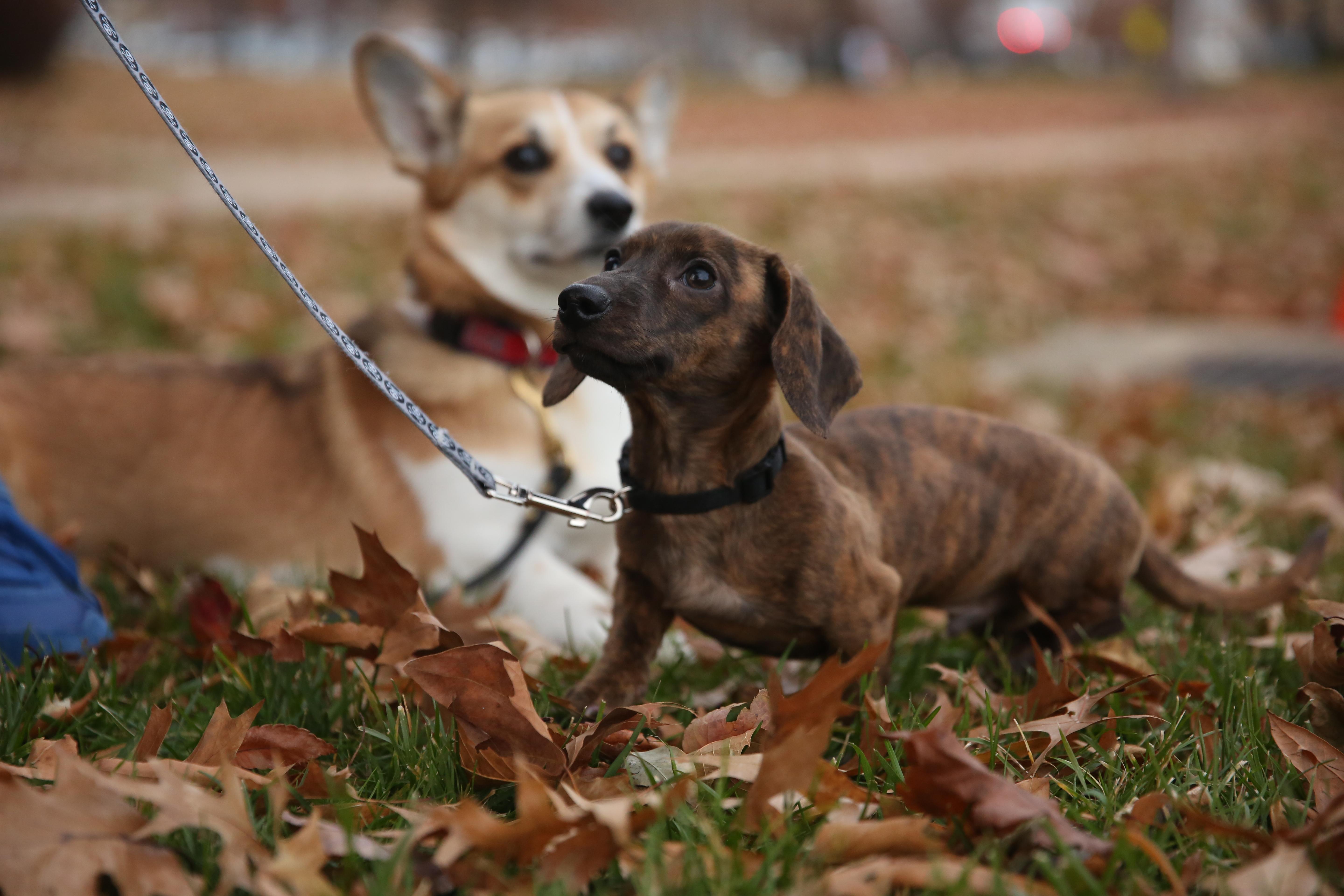 ruffined spotlight: these dogs are ready for fall