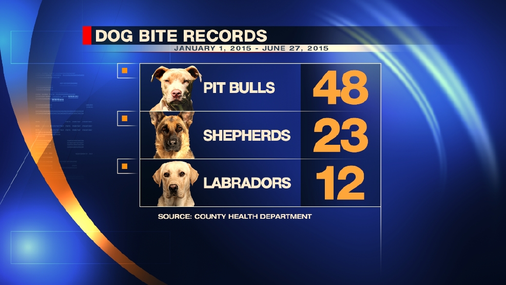 Special Report Are Pit Bulls A Dangerous Breed Wsbt
