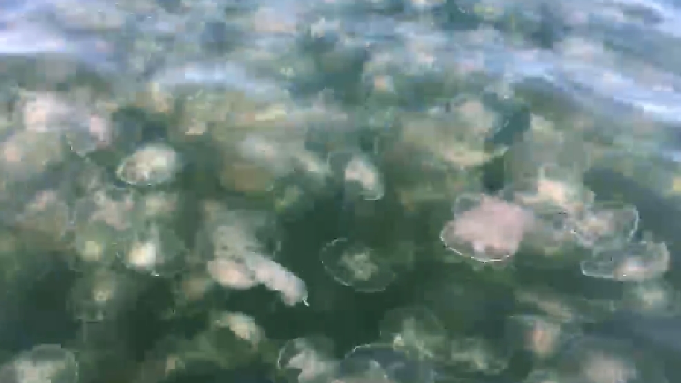 Thousands of jellyfish swim through Destin WEAR