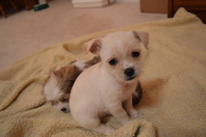 canyon county shelter