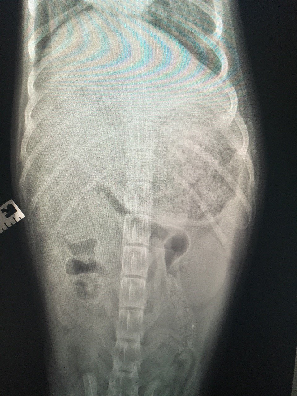 Dog Swallows Gorilla Glue Vet Extracts Perfect Mold Of Stomach Kutv Dog Swallows Gorilla Glue Vet Extracts Perfect Mold Of Stomach Photo Cnn Wire
