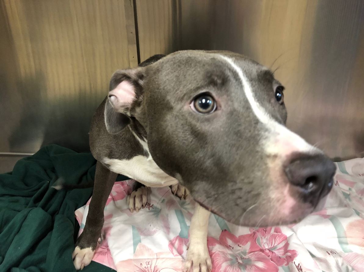 pit bull left to drown in cage at waters edge in new jersey